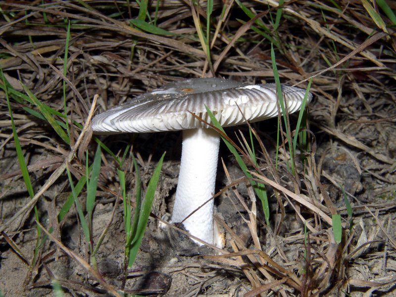 Amanita Argentea 01